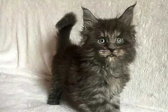 Kocięta Maine Coon wielkie koty, Małopolskie, Kraków