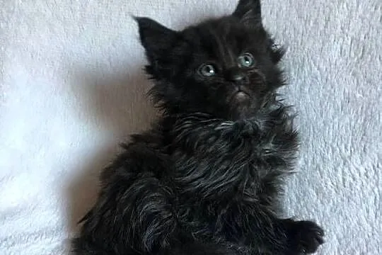 Kocięta Maine Coon wielkie koty, Małopolskie, Kraków