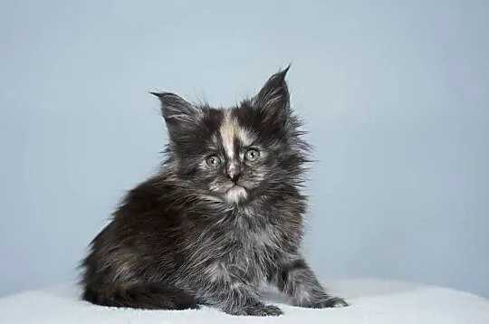 Kocięta Maine Coon wielkie koty, Małopolskie, Kraków