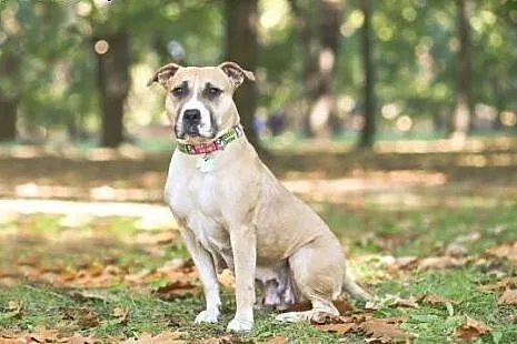 Amstaffka Liza czeka na fajny, kochający dom, Amstaff cała Polska