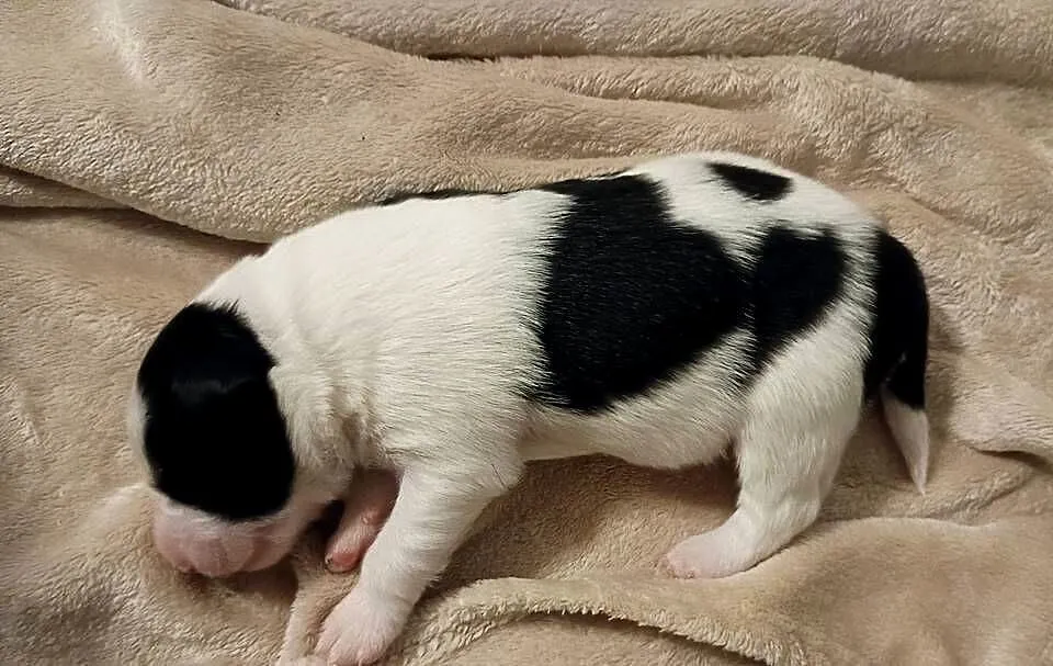 Border collie suczka czarno biała, Dolnośląskie, Kaszyce Milickie