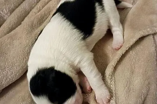 Border collie suczka czarno biała, Dolnośląskie, Kaszyce Milickie