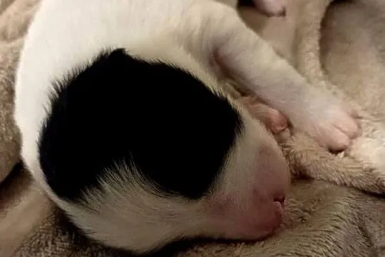 Border collie suczka czarno biała, Dolnośląskie, Kaszyce Milickie