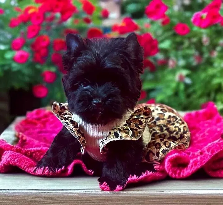 Piękna York Black czarna Yorkshire Terrier., Opolskie, Namysłów