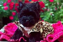 Piękna York Black czarna Yorkshire Terrier.