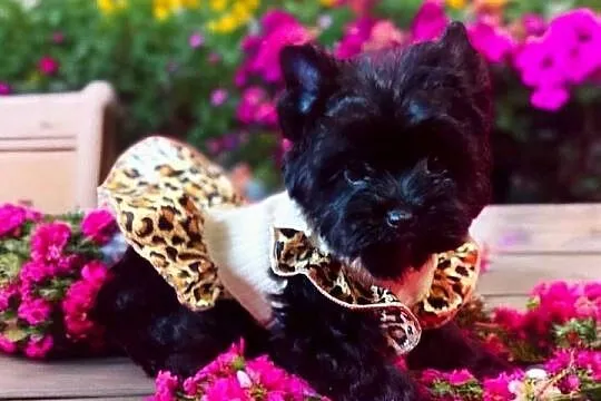 Piękna York Black czarna Yorkshire Terrier., Opolskie, Namysłów
