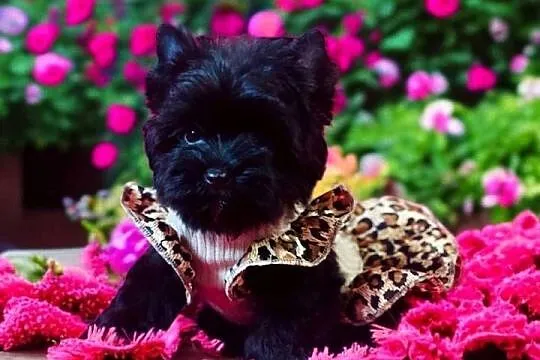 Piękna York Black czarna Yorkshire Terrier., Opolskie, Namysłów
