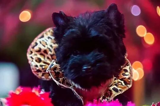 Piękna York Black czarna Yorkshire Terrier., Opolskie, Namysłów