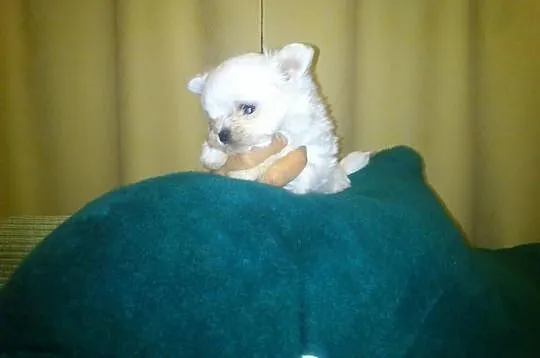 Mini mini piesek