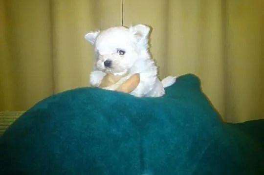 Mini mini piesek