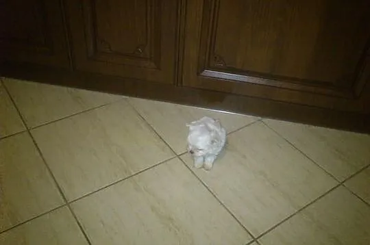 Mini mini piesek