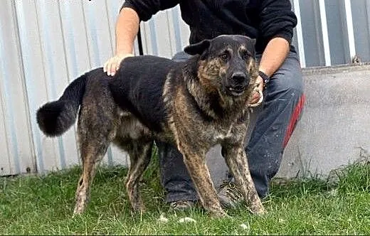 Marcel - super psiak, szuka domu., Kundelki cała