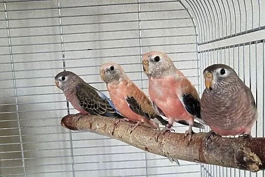 Papugi lilianki, Małopolskie, Wieliczka