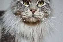 Kocięta Maine Coon - OGROMNE,  Koty maine coon cał