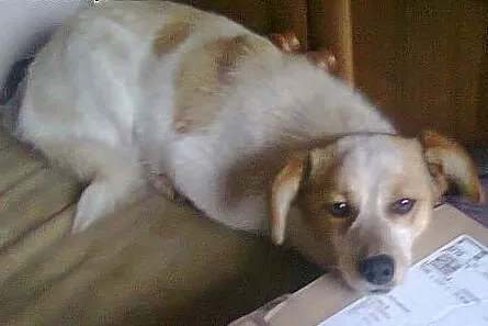 Psia rodzina do adopcji! Nieduża suczka i SZCZENIA