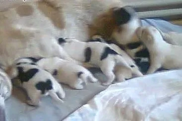 Psia rodzina do adopcji! Nieduża suczka i SZCZENIA