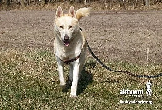 ZORRO- pogodny i inteligentny pies do adopcji, śl