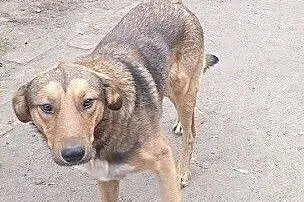 Kochany psiak Kaj szuka domu,  pomorskie Malbork
