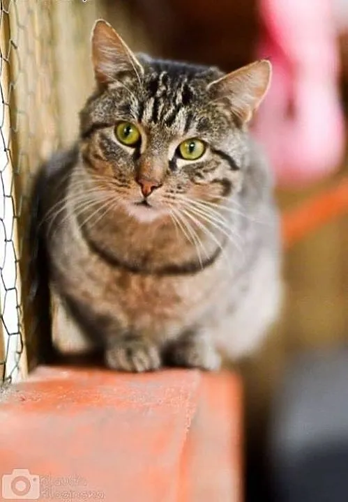 Grzeczny kanapowiec Szczękuś, KOCUR ADOPCJA, Koty