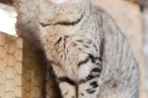 Grzeczny kanapowiec Szczękuś, KOCUR ADOPCJA,  Koty