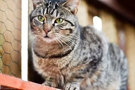 Grzeczny kanapowiec Szczękuś, KOCUR ADOPCJA,  Koty