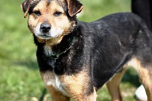 Aresik kochany, miły,łagodny psiak ADOPCJA,  małopolskie Kraków