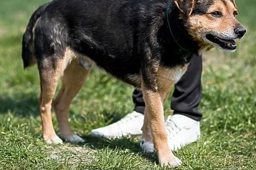 Aresik kochany, miły,łagodny psiak ADOPCJA,  małop