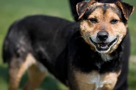 Aresik kochany, miły,łagodny psiak ADOPCJA,  małop