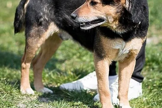 Aresik kochany, miły,łagodny psiak ADOPCJA,  małop