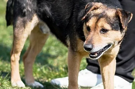Aresik kochany, miły,łagodny psiak ADOPCJA,  małop