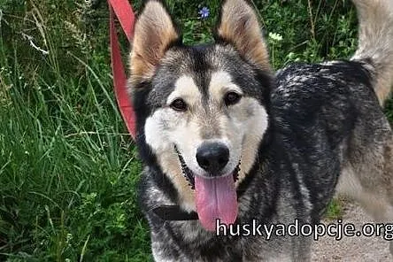 CHUCK- mądry i wesoły pies w typie rasy Alaskan Ma