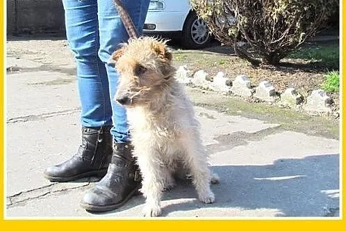 Foksterrier mix,przyjazny,łagodny,grzeczny piesek 
