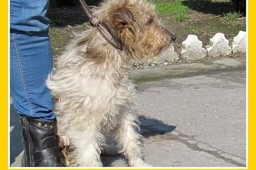 Foksterrier mix,przyjazny,łagodny,grzeczny piesek 