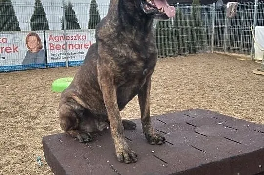 ROKI-dostojny, mądry pręgus czeka na dom z ogrodem, Wielkopolskie, Poznań