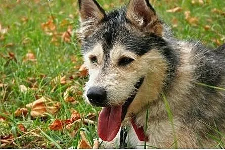 Lemon - przyjazny mix husky czeka na adopcję,  dol