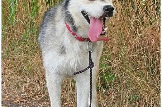 Lemon - przyjazny mix husky czeka na adopcję,  dol