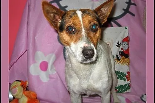 LIPA-sunia w typie JRT,wysterylizowana,adopcja!!, 