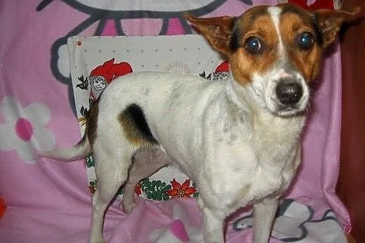 LIPA-sunia w typie JRT,wysterylizowana,adopcja!!, 