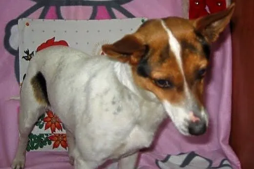 LIPA-sunia w typie JRT,wysterylizowana,adopcja!!, 