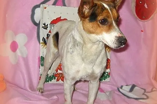 LIPA-sunia w typie JRT,wysterylizowana,adopcja!!, 