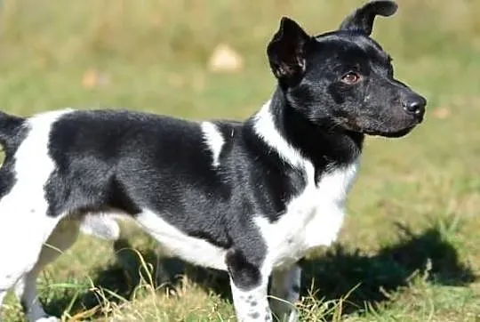 Pufinek - malutki kochany psiak szuka domu