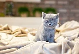 Kotek brytyjski krótkowłosy niebieski i bikolor, Maszków