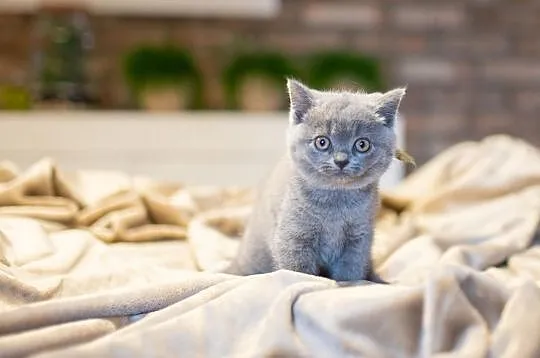 Kotek brytyjski krótkowłosy niebieski i bikolor, Maszków