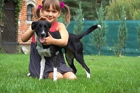 Szakira, PSI DZIECIAK, bardzo grzeczna i wychowana