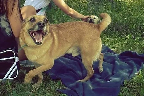 Wedelek - słodki kundelek, który czeka na dom,  lu