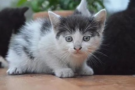 Malenkie kotki 6-7 tyg,adopcja!!,  świętokrzyskie 