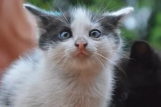 Malenkie kotki 6-7 tyg,adopcja!!,  świętokrzyskie 
