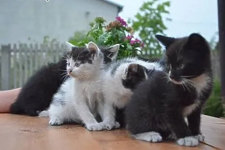 Malenkie kotki 6-7 tyg,adopcja!!,  świętokrzyskie 