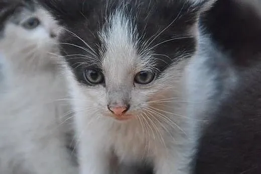 Malenkie kotki 6-7 tyg,adopcja!!,  świętokrzyskie 