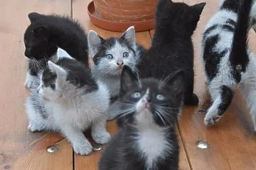 Malenkie kotki 6-7 tyg,adopcja!!,  świętokrzyskie 